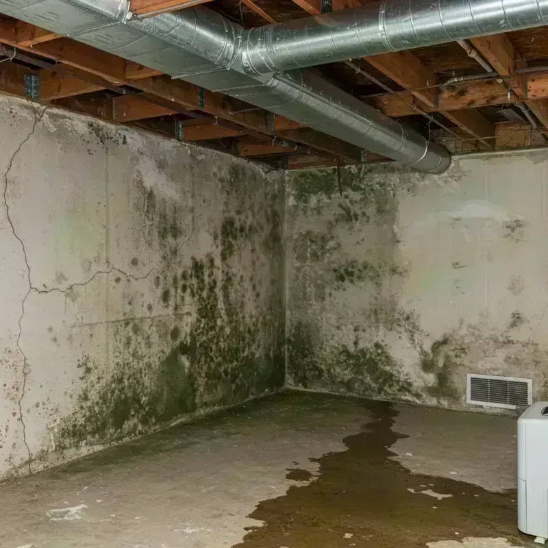 Professional Mold Removal in Elizabeth, CO